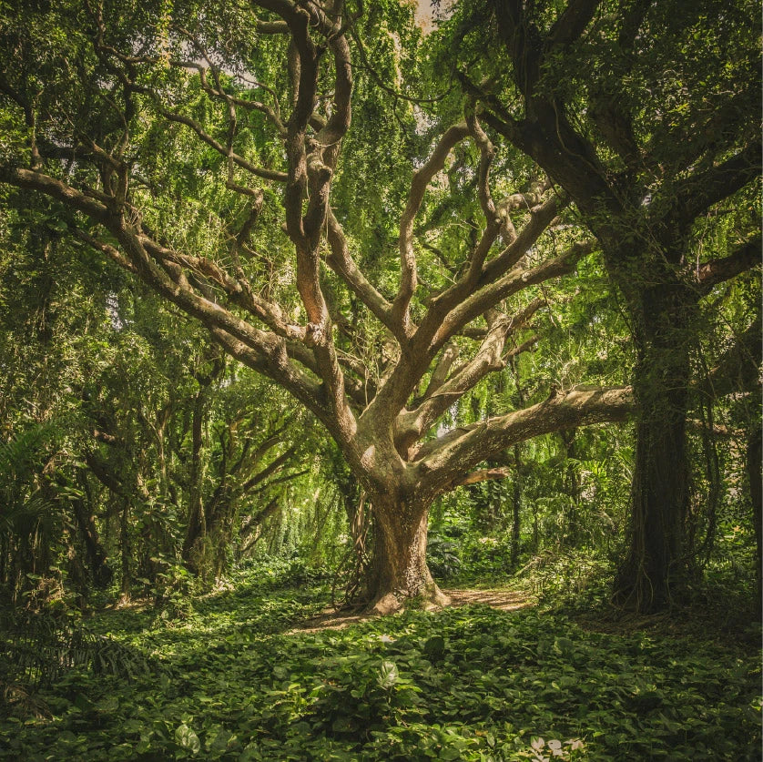 Large tree in a forest with sunlight filtering through the leaves